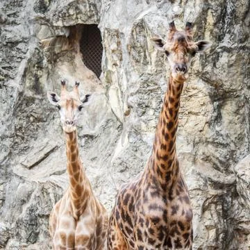 Giraffes Stock Photos
