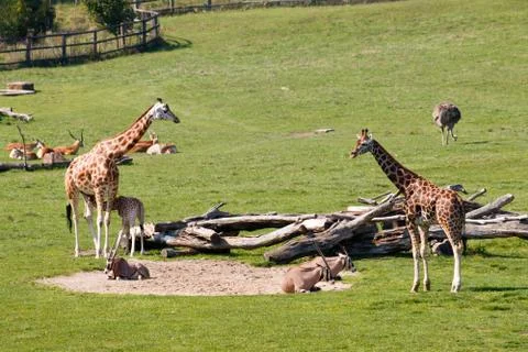 Giraffes Stock Photos