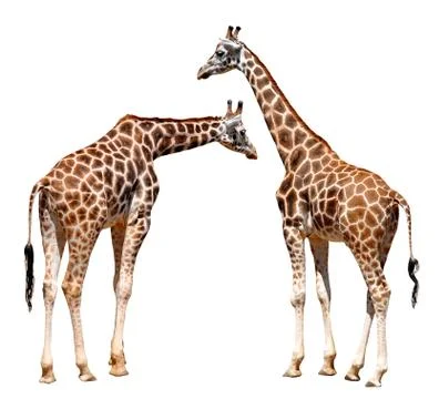 Giraffes  Foto stock