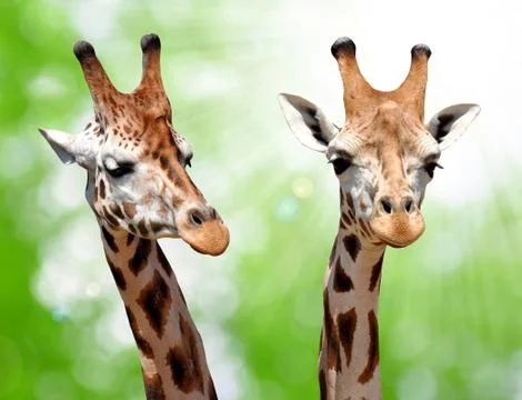 Giraffes Stock Photos
