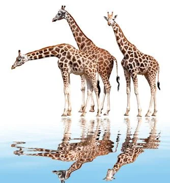Giraffes  Stock Photos