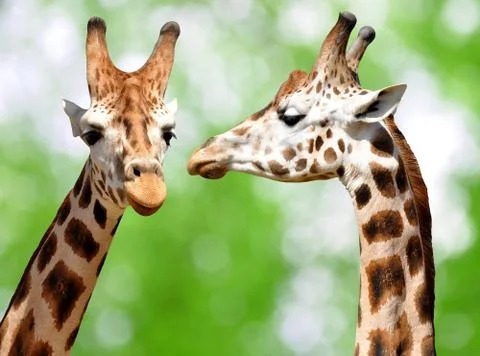 Giraffes Stock Photos