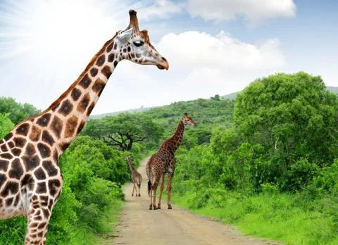 Giraffes Stock Photos