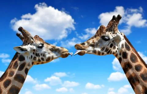 Giraffes Stock Photos