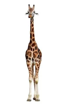Giraffes Stock Photos