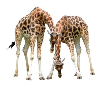Giraffes Stock Photos