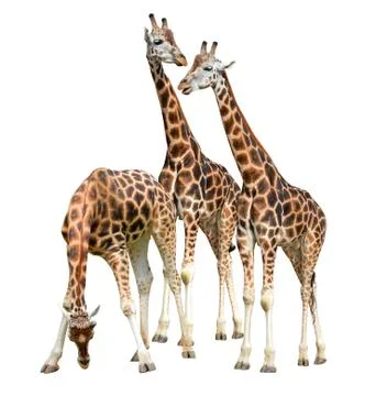 Giraffes Stock Photos