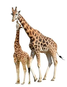 Giraffes Stock Photos