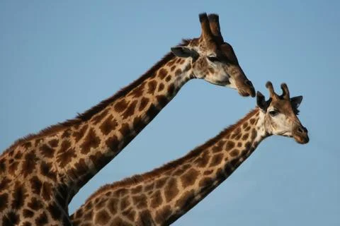 Giraffes Stockfoto's
