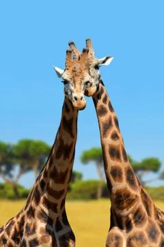 Giraffes Stock Photos