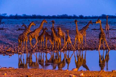 Giraffes Stock Photos