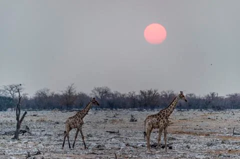 Giraffes Stockfoto's