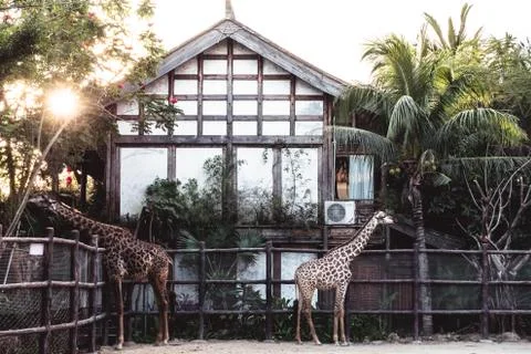 Giraffes Stock Photos