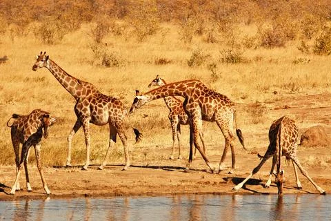 Giraffes Stock Photos