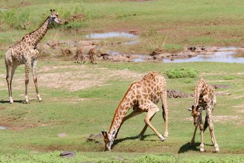 Giraffes  Stock Photos