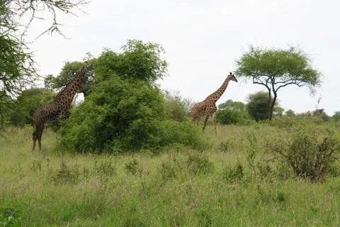 Giraffes Stock Photos