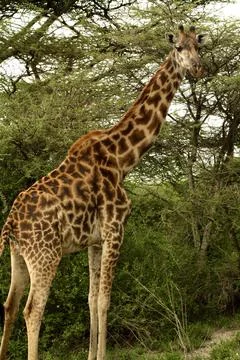 Giraffes Stock Photos