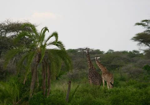 Giraffes Stock Photos