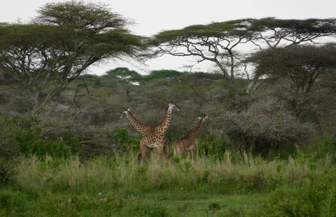 Giraffes Stock Photos