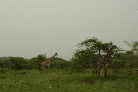 Giraffes Foto stock