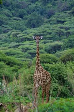 Giraffes Stock Photos