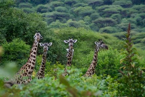 Giraffes Foto stock