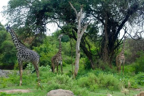 Giraffes Stock Photos