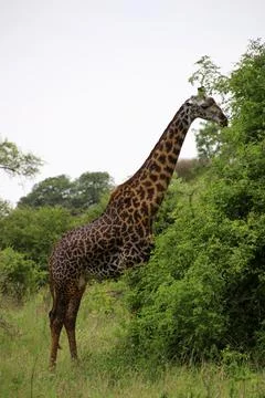 Giraffes Foto stock