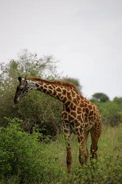 Giraffes Stock Photos