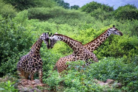 Giraffes Foto stock