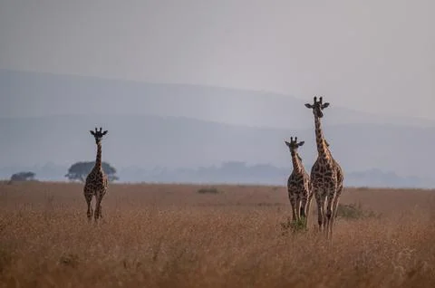 Giraffes Stock Photos