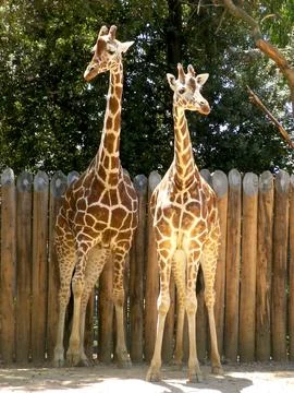 Giraffes Stock Photos