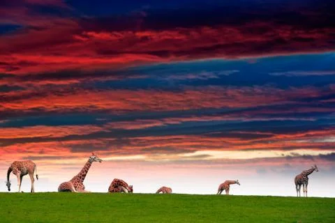 Giraffes resting in the sunset Stock Illustration