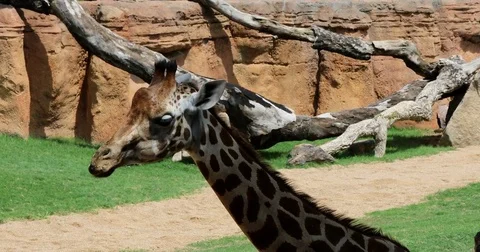 Giraffes Ruminate Stock Footage 80209379