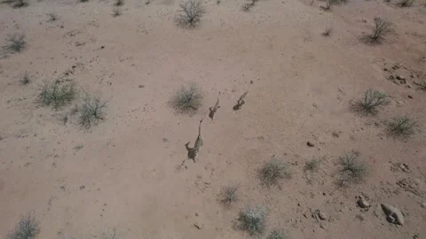 Giraffes running on the savannah view from drone Stock Footage 263188462