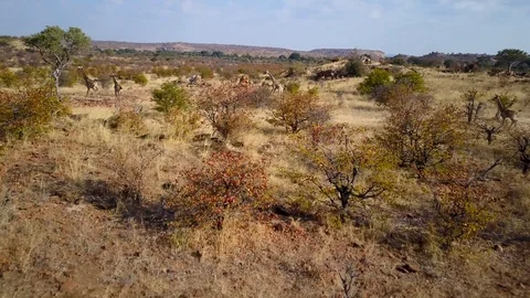 Giraffes runs in africa savannah landscape bushes aerial drone view Stock Footage
