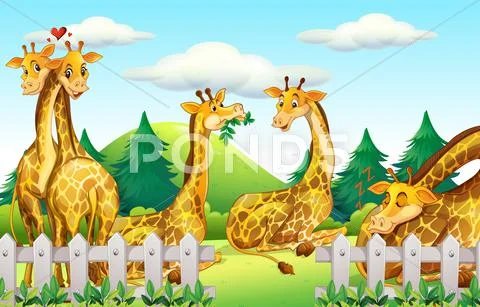 Giraffes In The Safari