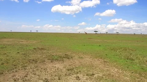 Giraffes in savanna at africa Stock Footage