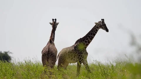 Giraffes at the Serengeti Stock Footage 327985698