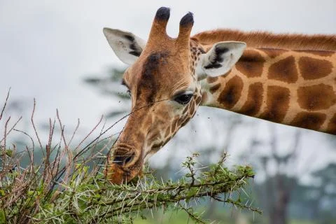 Giraffes in Serengeti Stock Photos