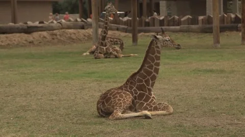 Giraffes sitting down at the zoo Stock Footage 50360086