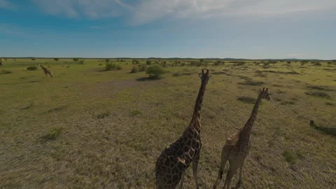 Giraffes Stand in the Middle of the Field Stock Footage 295026997