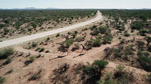 Giraffes Stand in the Middle of the Field Stock Footage 295027176
