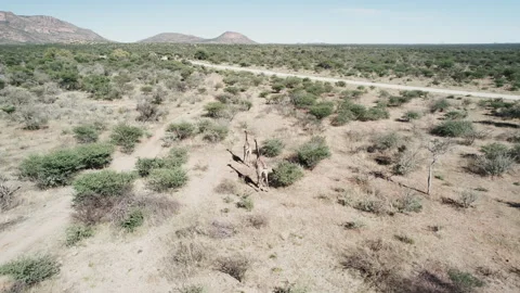 Giraffes Stand in the Middle of the Field Stock-Footage 295027236