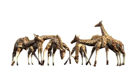 GIRAFFES STANDING AND EATING VIEW A Vídeos de archivo 101793093