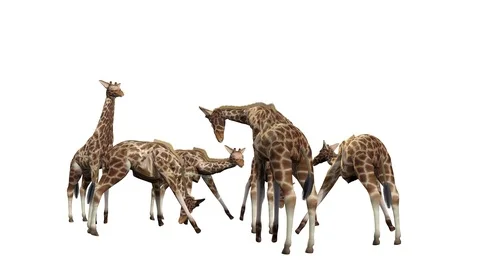 GIRAFFES STANDING AND EATING VIEW E Vídeos de archivo 101795459