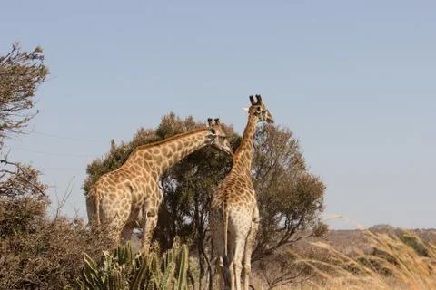 Giraffes standing infront of a tree Stock Photos