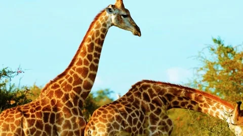 Giraffes Standing Together Stock Footage 323142430