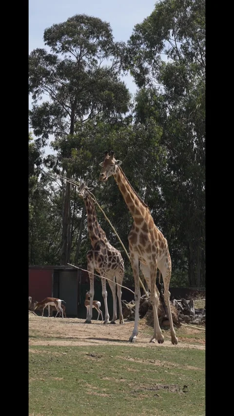 Giraffes Standing in Zoo Enclosure Stock Footage 342617499