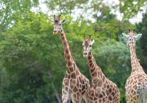 Giraffes at summer in germany isolated while a sunny day Stock Photos